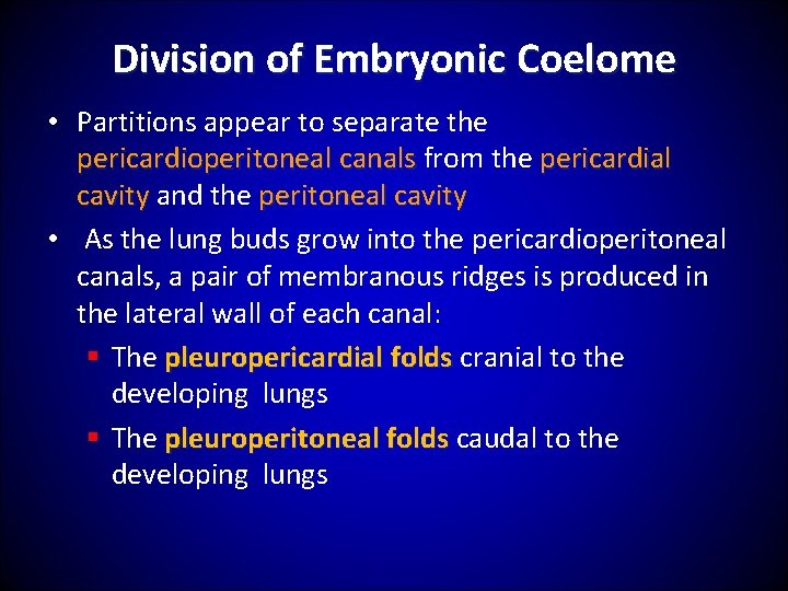 Division of Embryonic Coelome • Partitions appear to separate the pericardioperitoneal canals from the