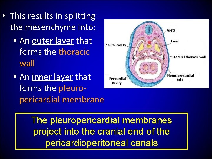  • This results in splitting the mesenchyme into: § An outer layer that