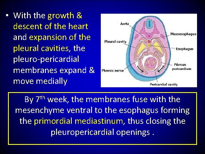  • With the growth & descent of the heart and expansion of the