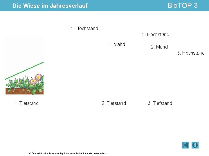 Bio. TOP 3 Die Wiese im Jahresverlauf 1. Hochstand 2. Hochstand 1. Mahd 2.