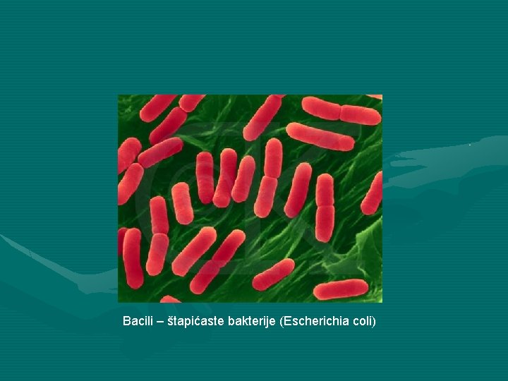 Bacili – štapićaste bakterije (Escherichia coli) 