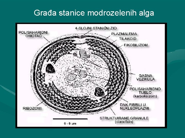 Građa stanice modrozelenih alga 