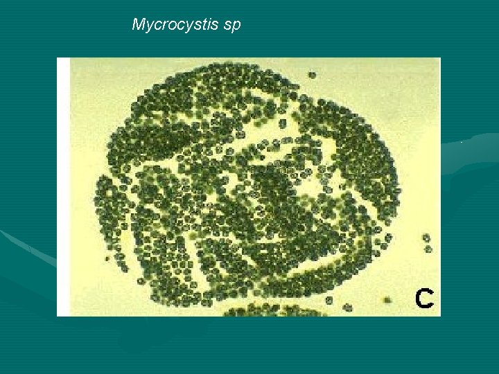 Mycrocystis sp 