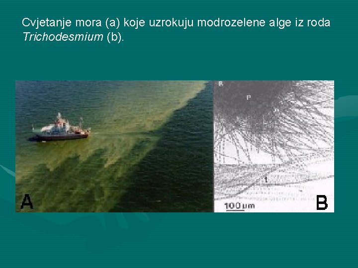 Cvjetanje mora (a) koje uzrokuju modrozelene alge iz roda Trichodesmium (b). 
