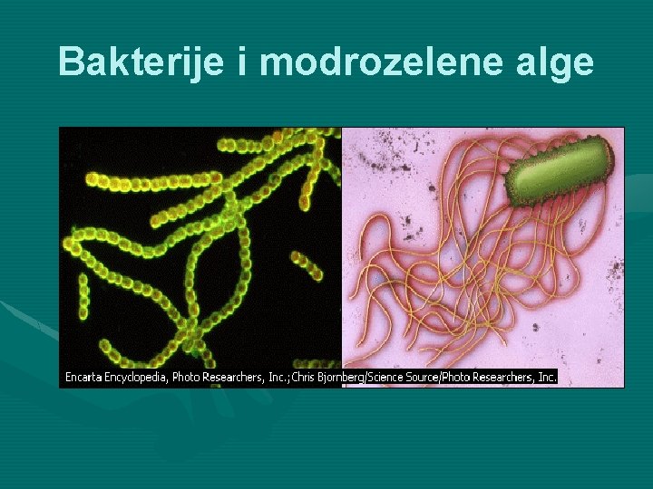 Bakterije i modrozelene alge 
