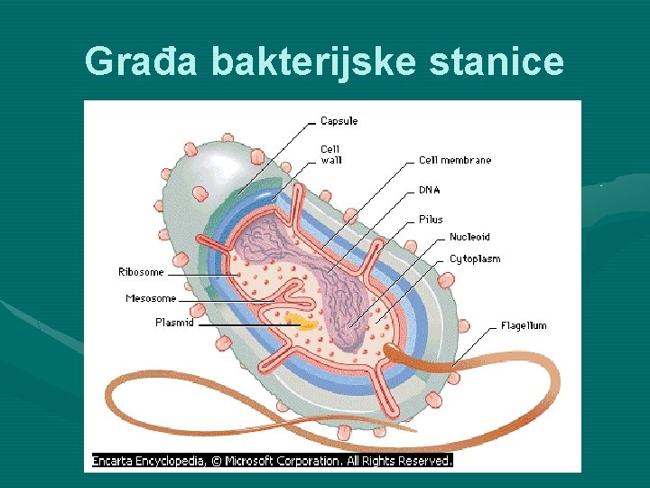 Građa bakterijske stanice 