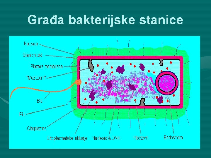 Građa bakterijske stanice 