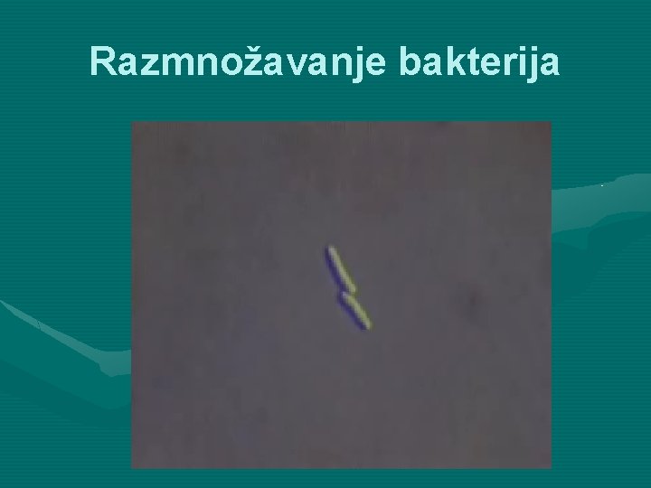 Razmnožavanje bakterija 