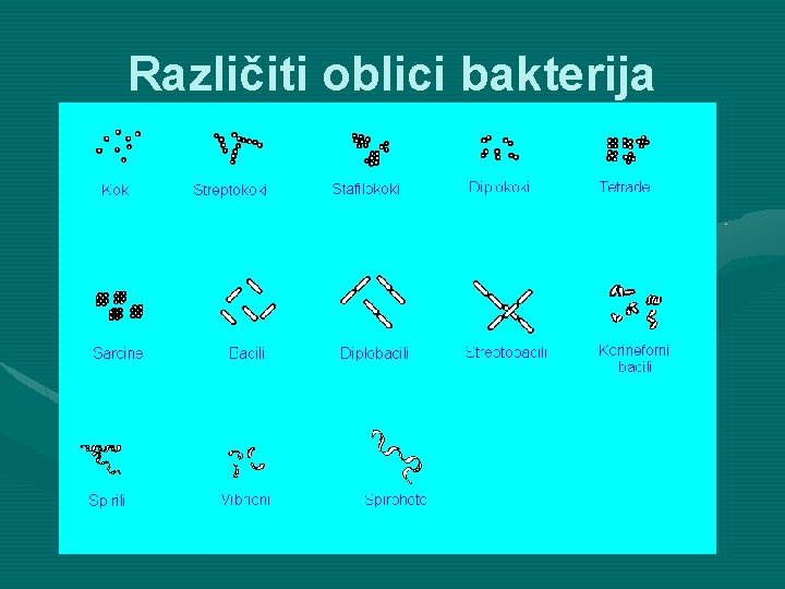 Različiti oblici bakterija 