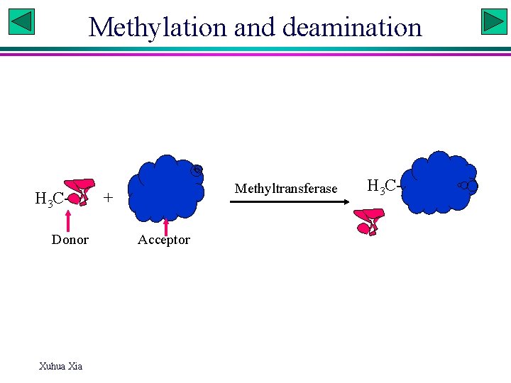 Methylation and deamination H 3 CDonor Xuhua Xia Methyltransferase + Acceptor H 3 C-