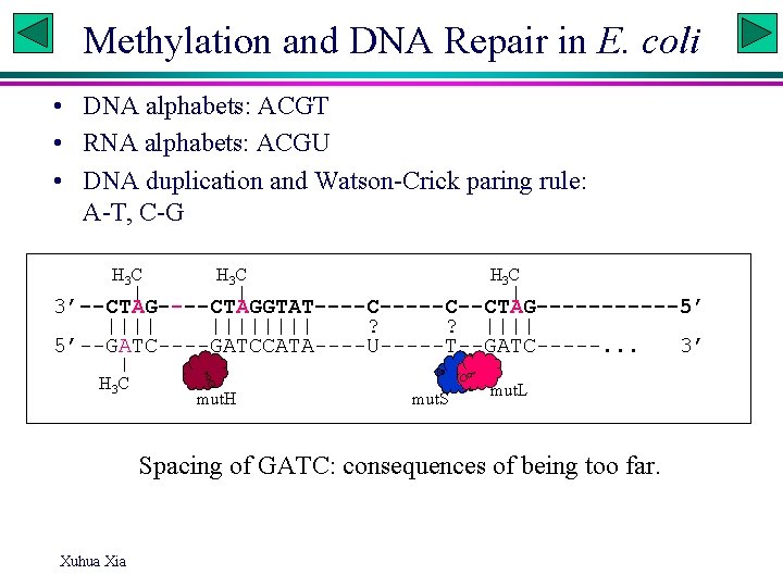 Methylation and DNA Repair in E. coli • DNA alphabets: ACGT • RNA alphabets: