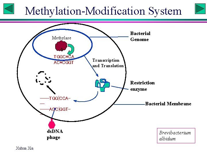 Methylation-Modification System Bacterial Genome Methylase TGGC*CA AC*CGGT Transcription and Translation Restriction enzyme ----TGG|CCA-----ACC|GGT-- ds.