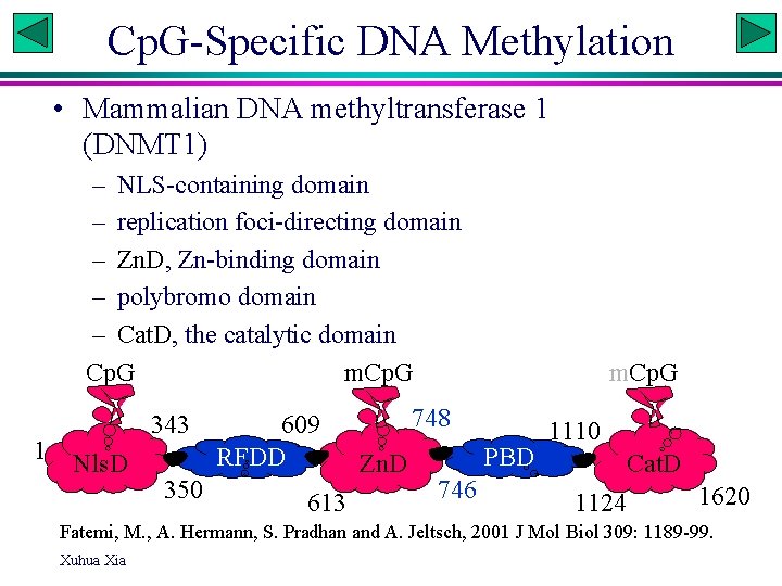 Cp. G-Specific DNA Methylation • Mammalian DNA methyltransferase 1 (DNMT 1) – NLS-containing domain