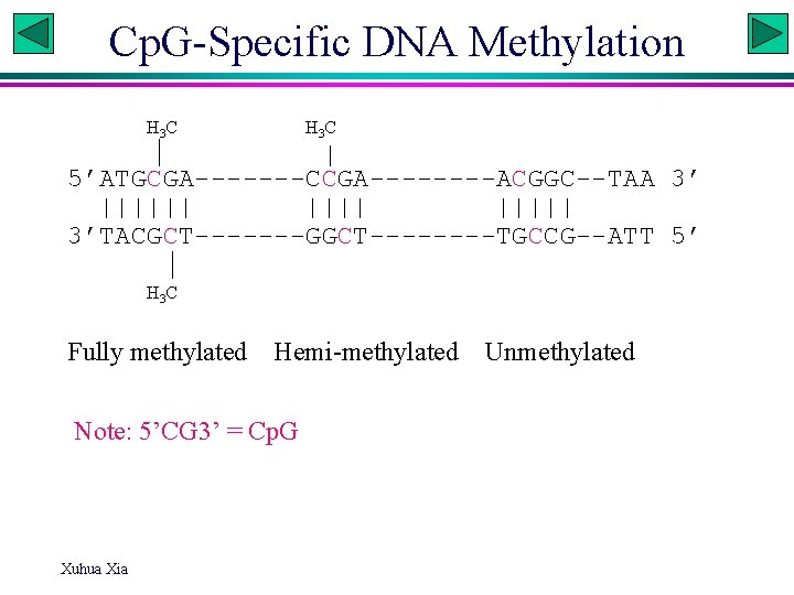 Cp. G-Specific DNA Methylation H 3 C 5’ATGCGA-------CCGA----ACGGC--TAA 3’ |||||| 3’TACGCT-------GGCT----TGCCG--ATT 5’ H 3