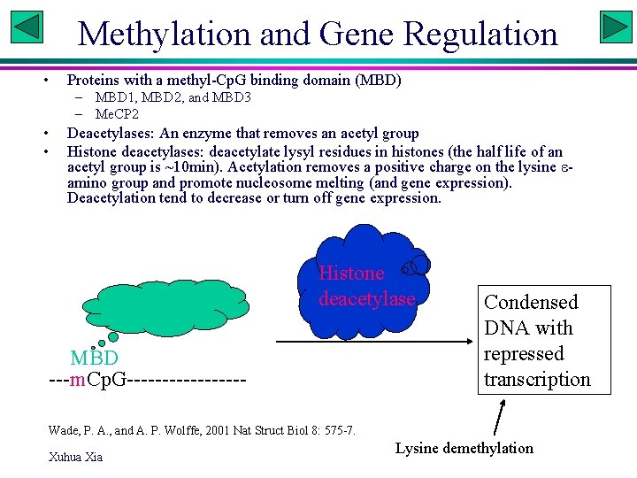 Methylation and Gene Regulation • Proteins with a methyl-Cp. G binding domain (MBD) –