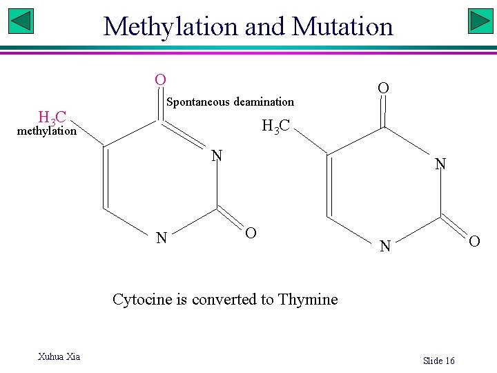 Methylation and Mutation NH O 2 H 3 C Spontaneous deamination O H 3