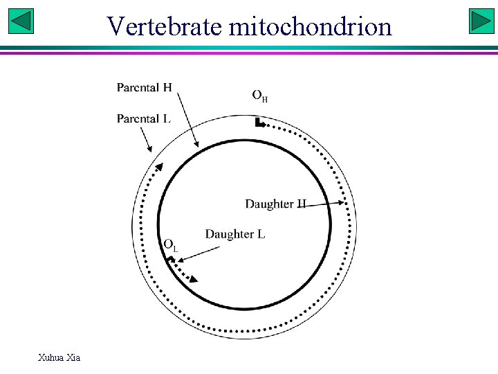 Vertebrate mitochondrion Xuhua Xia 