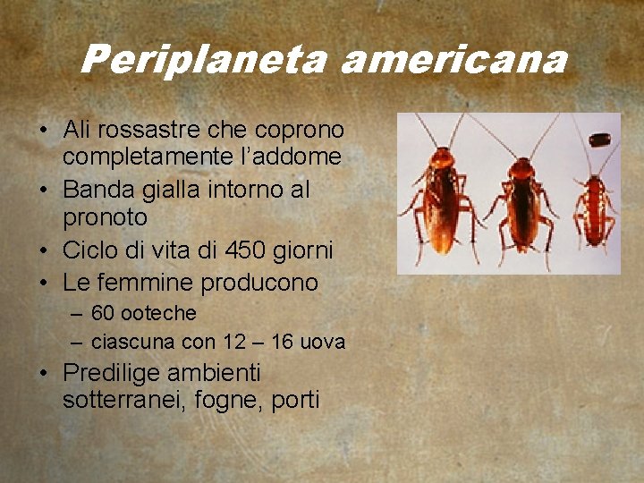 Periplaneta americana • Ali rossastre che coprono completamente l’addome • Banda gialla intorno al