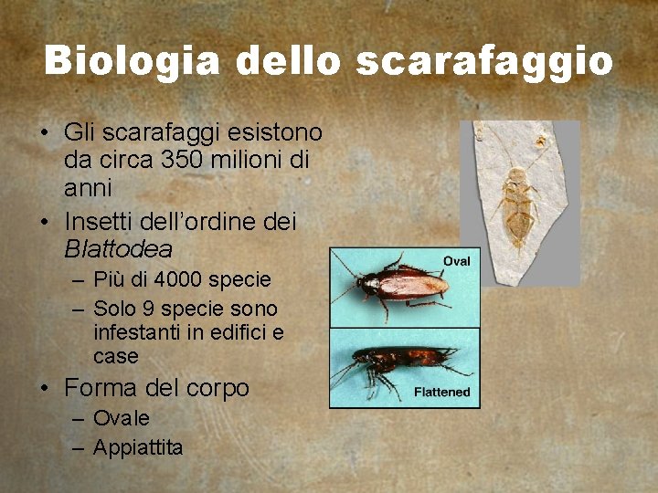 Biologia dello scarafaggio • Gli scarafaggi esistono da circa 350 milioni di anni •