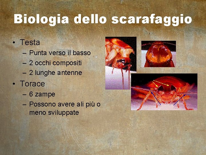 Biologia dello scarafaggio • Testa – Punta verso il basso – 2 occhi compositi