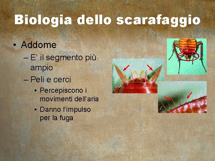 Biologia dello scarafaggio • Addome – E’ il segmento più ampio – Peli e