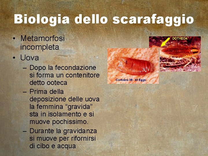 Biologia dello scarafaggio • Metamorfosi incompleta • Uova – Dopo la fecondazione si forma