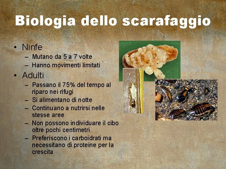 Biologia dello scarafaggio • Ninfe – Mutano da 5 a 7 volte – Hanno