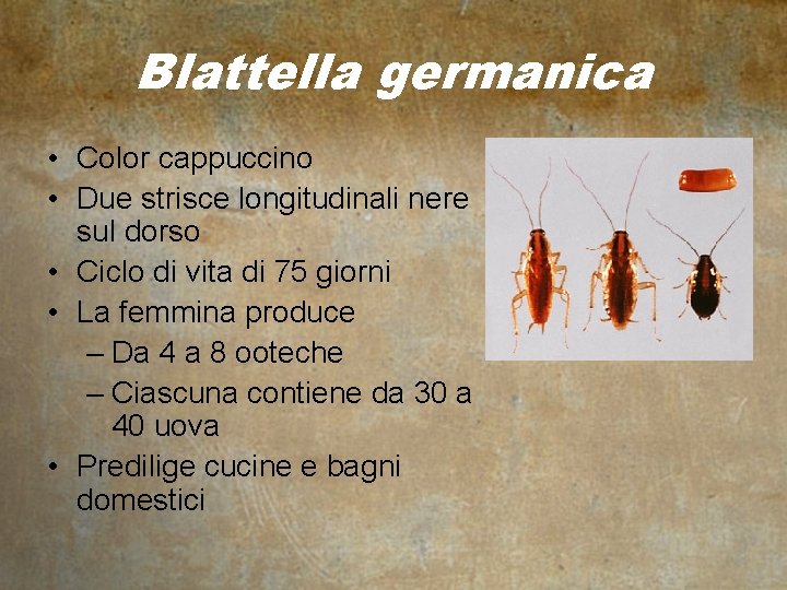 Blattella germanica • Color cappuccino • Due strisce longitudinali nere sul dorso • Ciclo