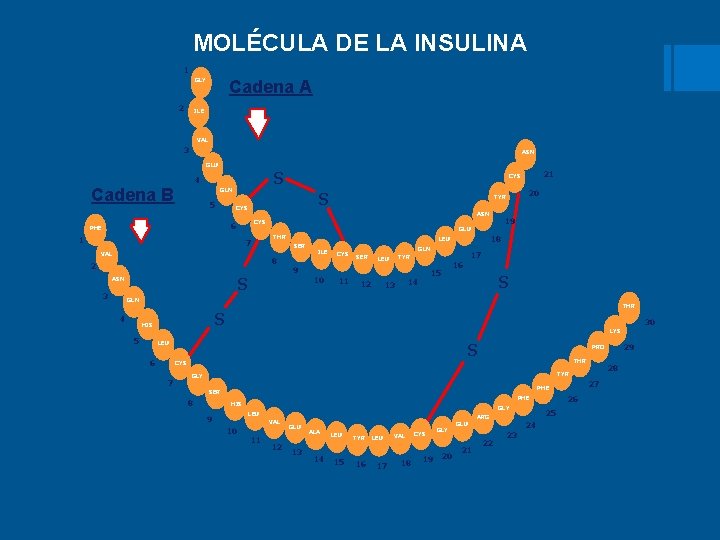 MOLÉCULA DE LA INSULINA 1 GLY 2 Cadena A ILE VAL 3 ASN GLU