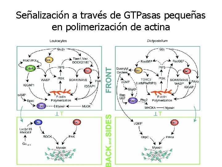 Señalización a través de GTPasas pequeñas en polimerización de actina 