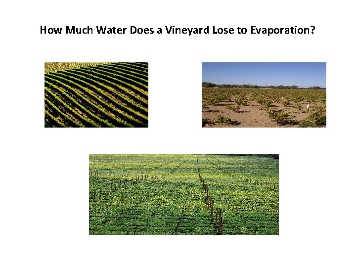 How Much Water Does a Vineyard Lose to Evaporation? 