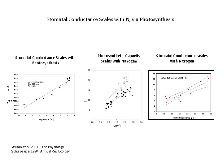 Stomatal Conductance Scales with N, via Photosynthesis Stomatal Conductance Scales with Photosynthesis Wilson et