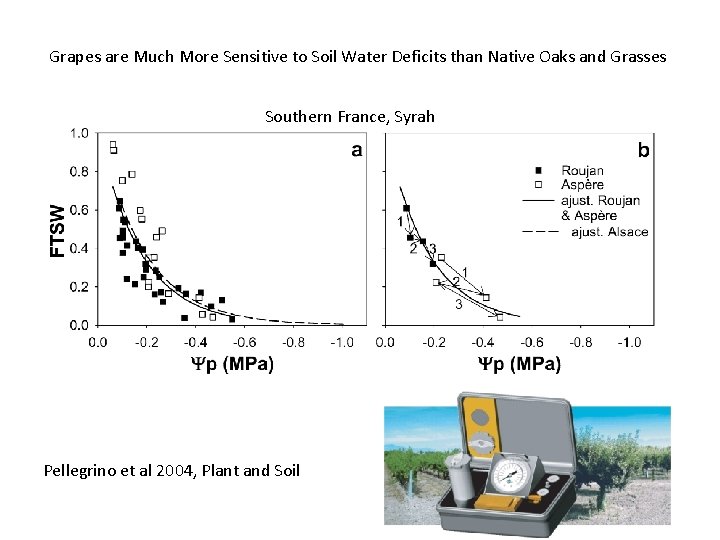 Grapes are Much More Sensitive to Soil Water Deficits than Native Oaks and Grasses