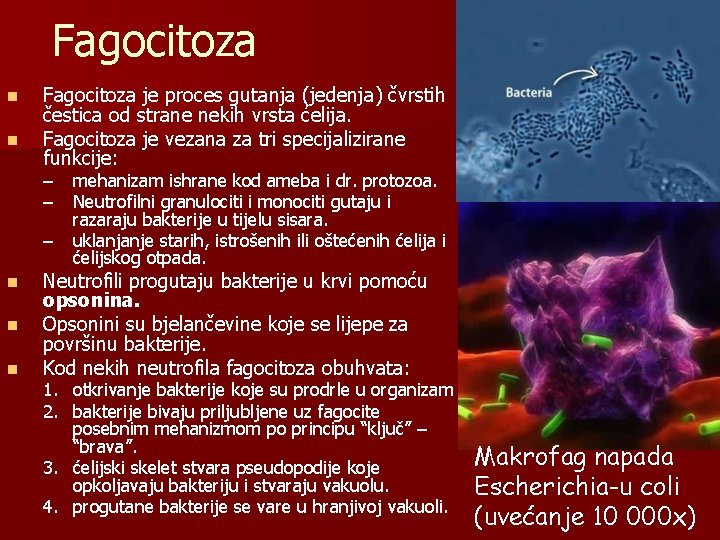 Fagocitoza n n Fagocitoza je proces gutanja (jedenja) čvrstih čestica od strane nekih vrsta