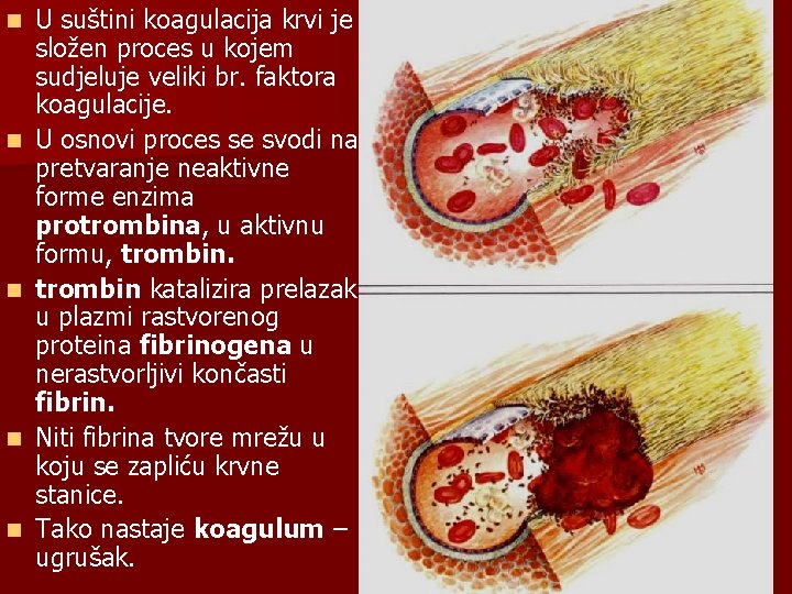 n n n U suštini koagulacija krvi je složen proces u kojem sudjeluje veliki
