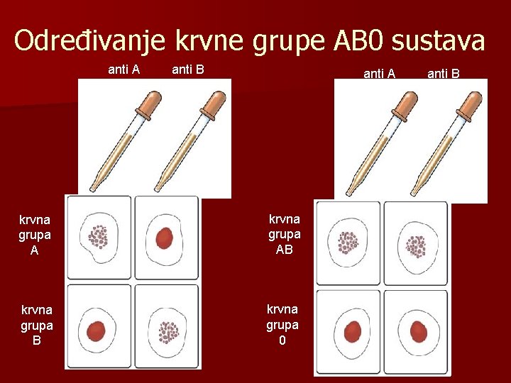 Određivanje krvne grupe AB 0 sustava anti A serum anti B serum anti A