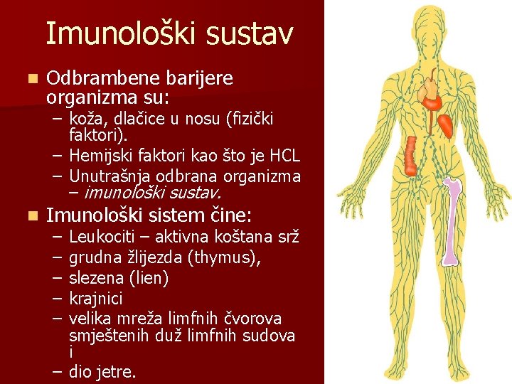 Imunološki sustav n Odbrambene barijere organizma su: – koža, dlačice u nosu (fizički faktori).