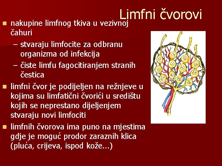 Limfni čvorovi n nakupine limfnog tkiva u vezivnoj čahuri – stvaraju limfocite za odbranu