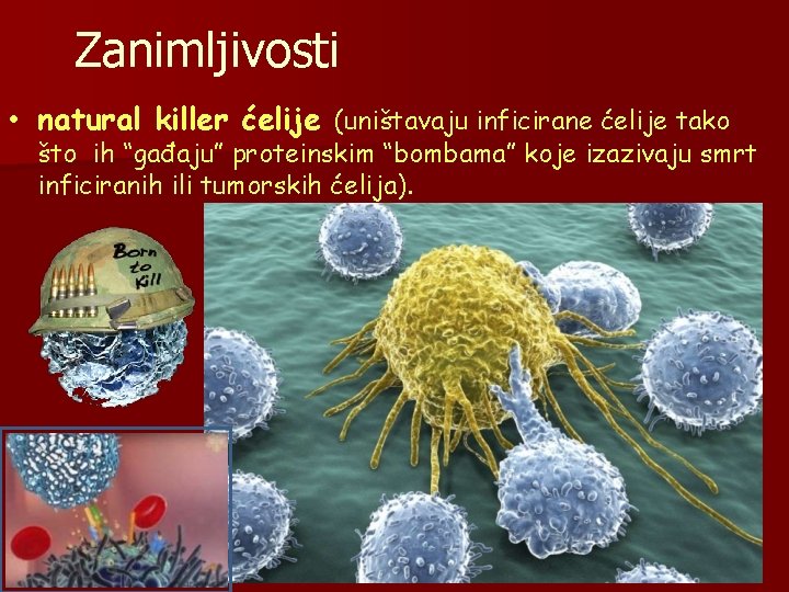 Zanimljivosti • natural killer ćelije (uništavaju inficirane ćelije tako što ih “gađaju” proteinskim “bombama”