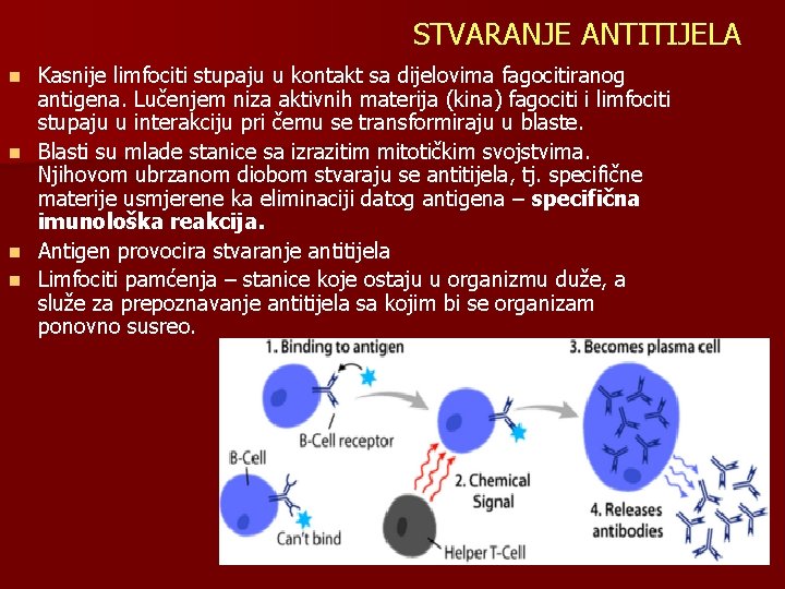 STVARANJE ANTITIJELA Kasnije limfociti stupaju u kontakt sa dijelovima fagocitiranog antigena. Lučenjem niza aktivnih
