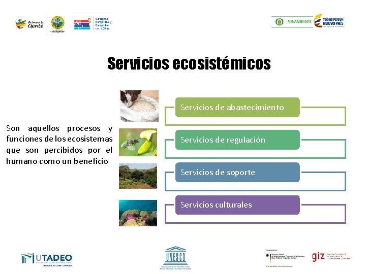 Servicios ecosistémicos Servicios de abastecimiento Son aquellos procesos y funciones de los ecosistemas que