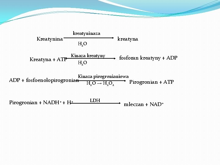 Kreatynina kreatyninaza H 2 O Kinaza kreatyny Kreatyna + ATP H 2 O kreatyna