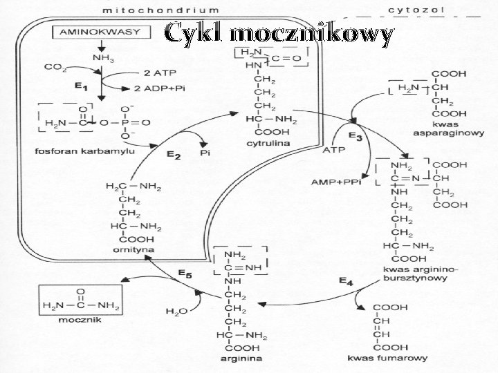 Cykl mocznikowy 