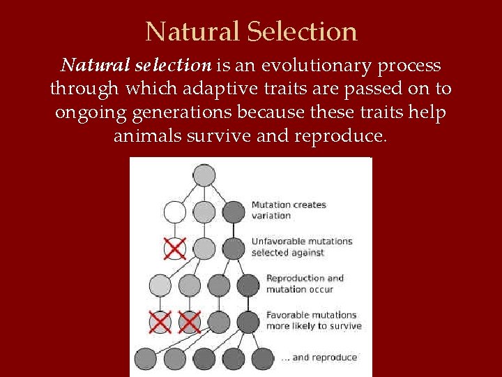 Natural Selection Natural selection is an evolutionary process through which adaptive traits are passed