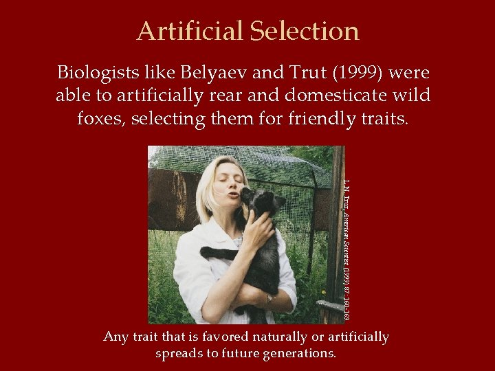 Artificial Selection Biologists like Belyaev and Trut (1999) were able to artificially rear and