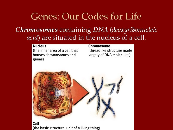 Genes: Our Codes for Life Chromosomes containing DNA (deoxyribonucleic acid) are situated in the