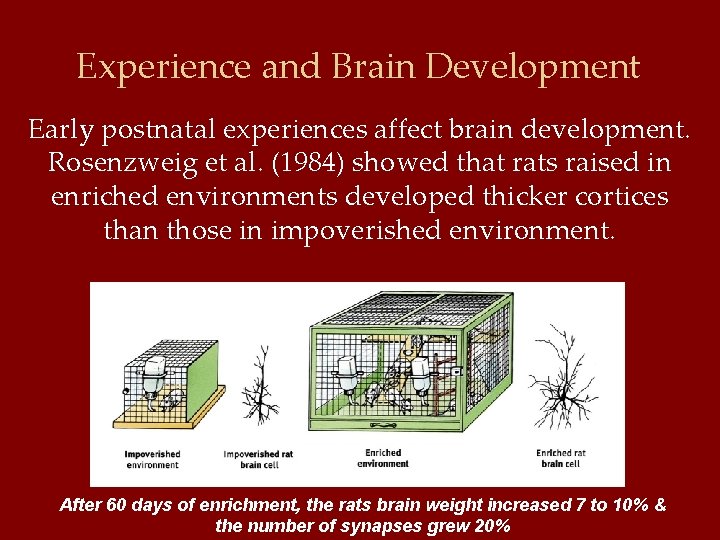 Experience and Brain Development Early postnatal experiences affect brain development. Rosenzweig et al. (1984)