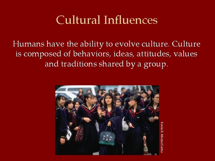 Cultural Influences Humans have the ability to evolve culture. Culture is composed of behaviors,