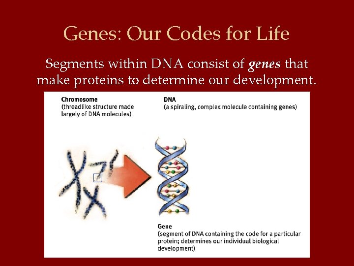 Genes: Our Codes for Life Segments within DNA consist of genes that make proteins