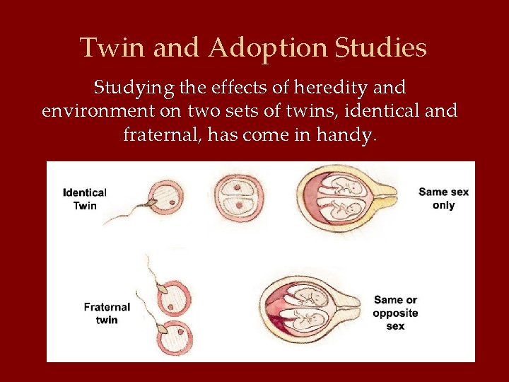 Twin and Adoption Studies Studying the effects of heredity and environment on two sets